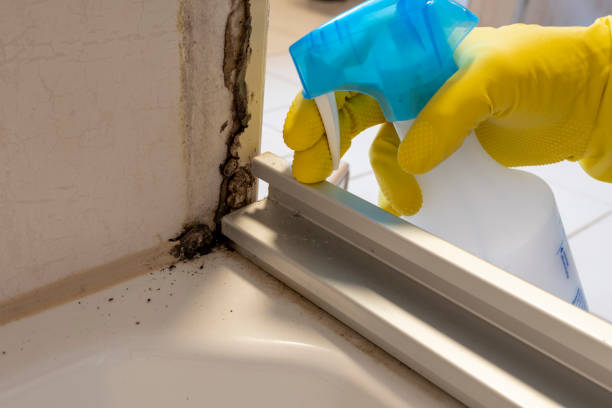 Professional Mold Remediation in Mooreville, MS